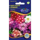 Vasfű (Verbena Hybrida) színkeverék vetőmag - 1 g