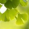 GINKGO - 60 db étrend-kiegészítő gyógynövénykapszula