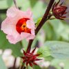 HIBISZKUSZ - 60 db étrend-kiegészítő gyógynövénykapszula