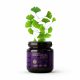 Ginkgo Biloba paszta 240 ml - PASZTAMÁNIA