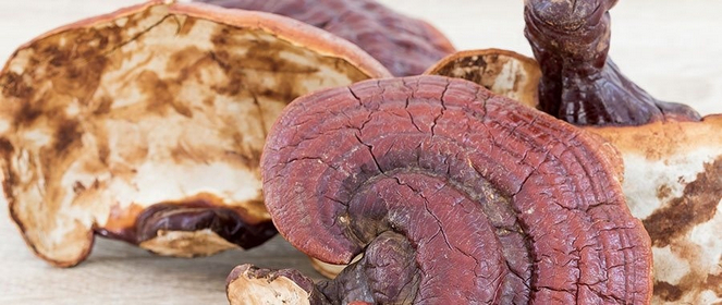 Ganoderma - Mitől ennyire hatékony?