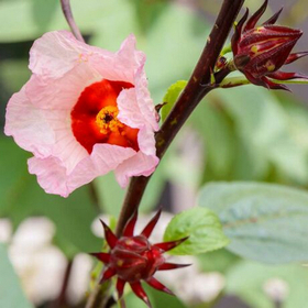 HIBISZKUSZ