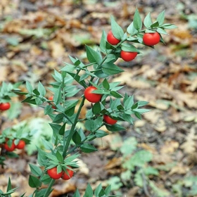 SZÚRÓS CSODABOGYÓ